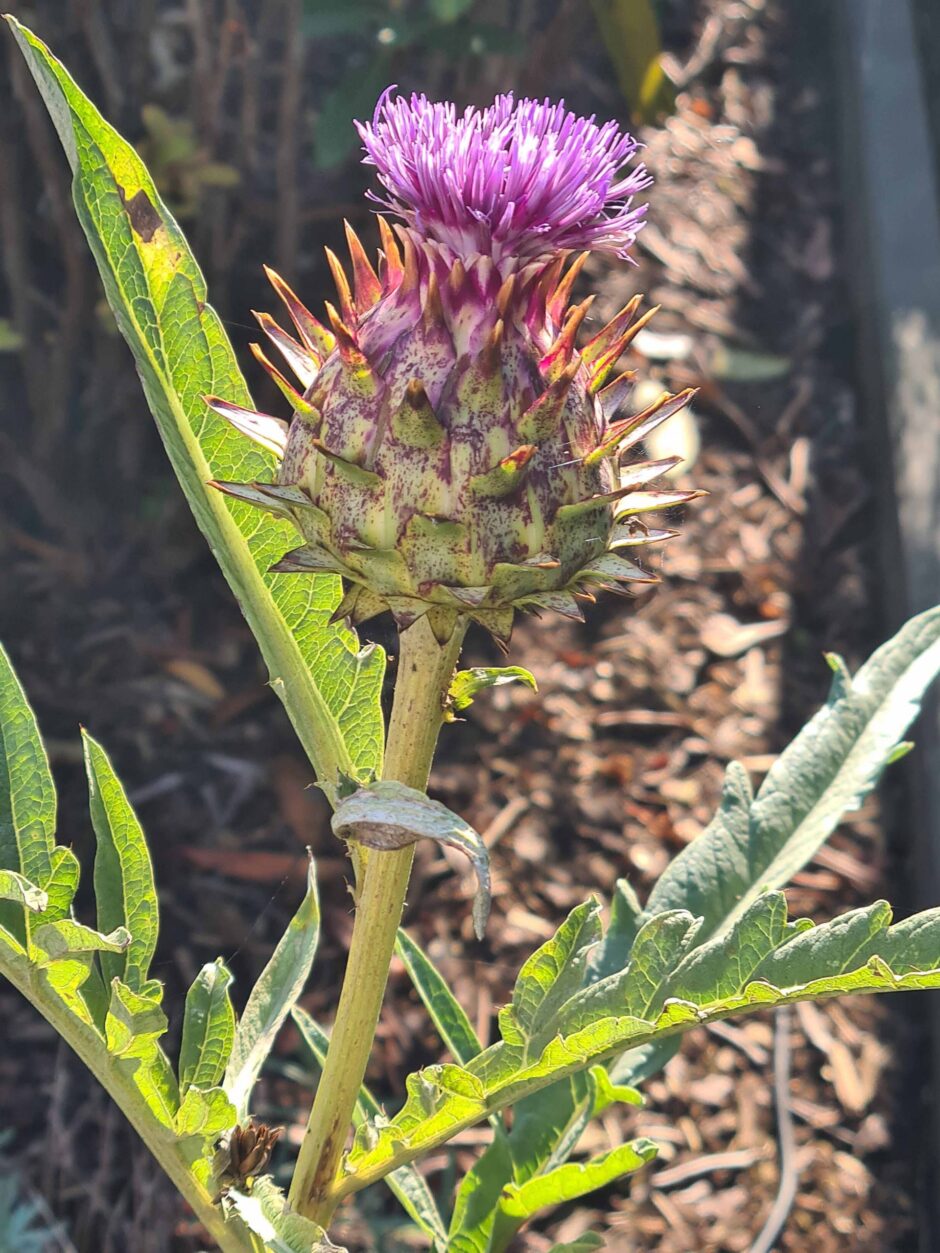 Cynara cardunculus